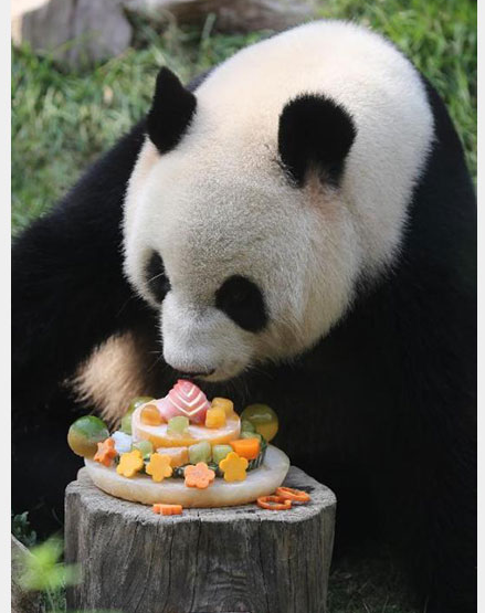 XINXIN TURNS 8